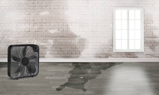 Best Ceiling water damage repair  in Jackson, MO