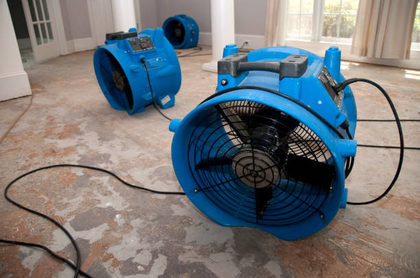 Best Water damage cleanup near me  in Jackson, MO
